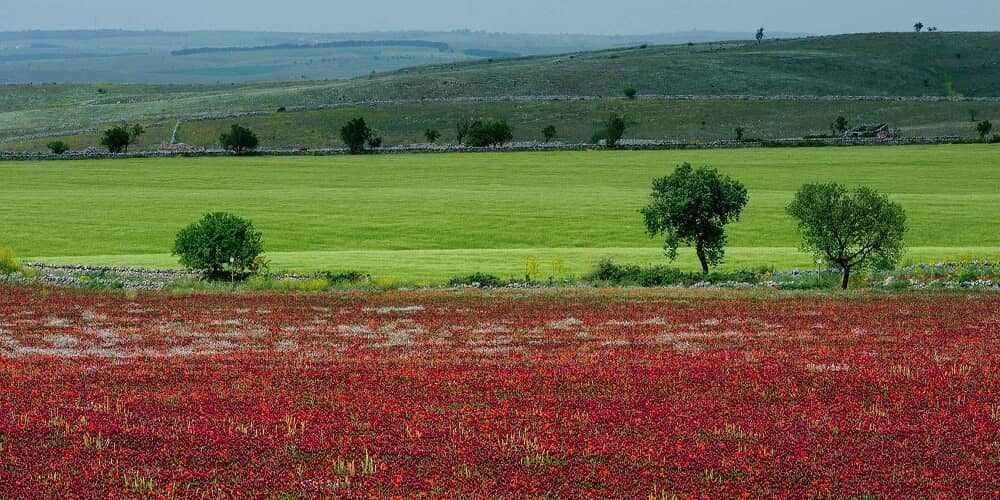 Alla scoperta delle Murge: un territorio di borghi antichi e suggestivi paesaggi rupestri